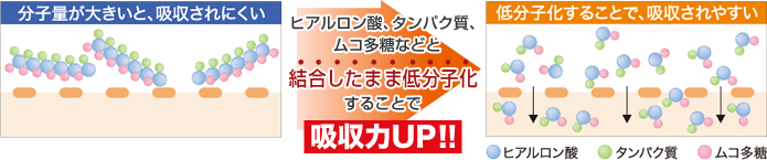 ヒアルロン酸、タンパク質、ムコ多糖などと結合したまま低分子化することで吸収力UP!!