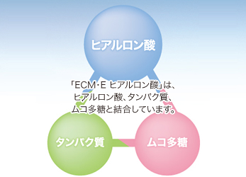 ECM・E ヒアルロン酸は、ヒアルロン酸、タンパク質、ムコ多糖と結合しています。